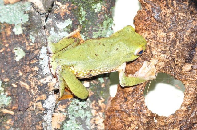 Boophis albilabris